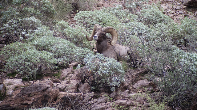 Arizona%2BDesert%2BBighorn%2BSheep%2BApplications%2Bwith%2BJay%2BScott%2BOutdoors%2Band%2BColburn%2Band%2BScott%2BOutfitters%2B2.JPG