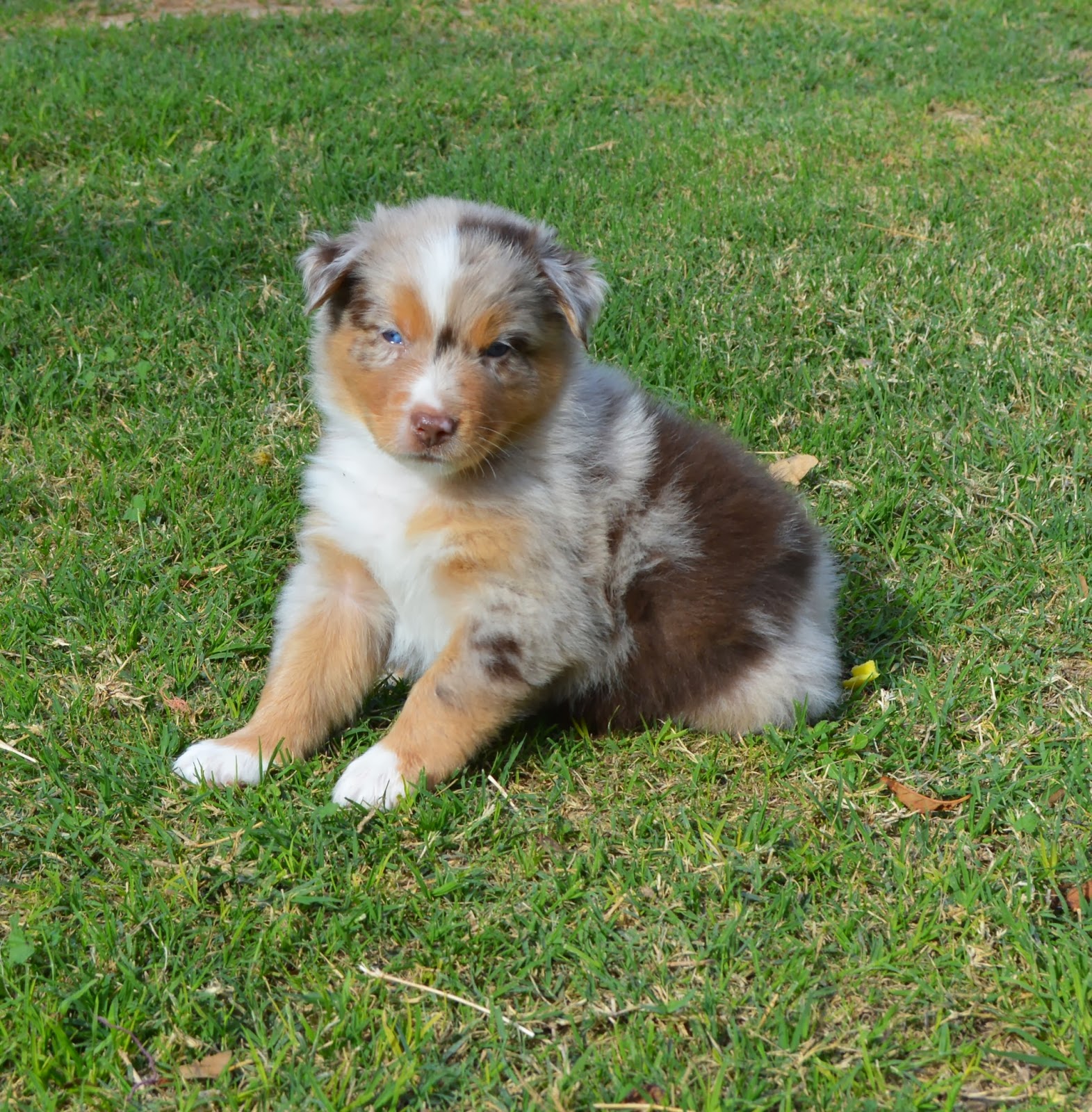 australian shepherd 4 weeks wranglin aussies sydney and jango u0027s past litter australian shepherds australian shepherd 4 weeks wranglin aussies sydney and jango u0027s past litter australian shepherds