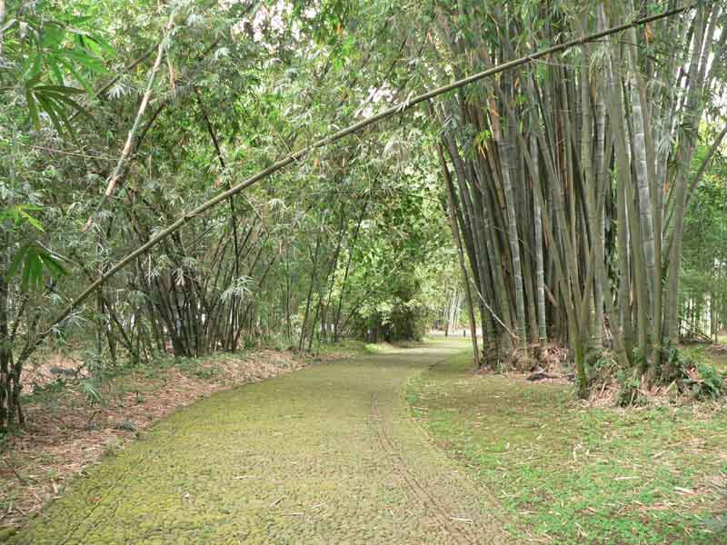Love and Save Your Forest: Kelestarian Hutan (Jenis Hutan)
