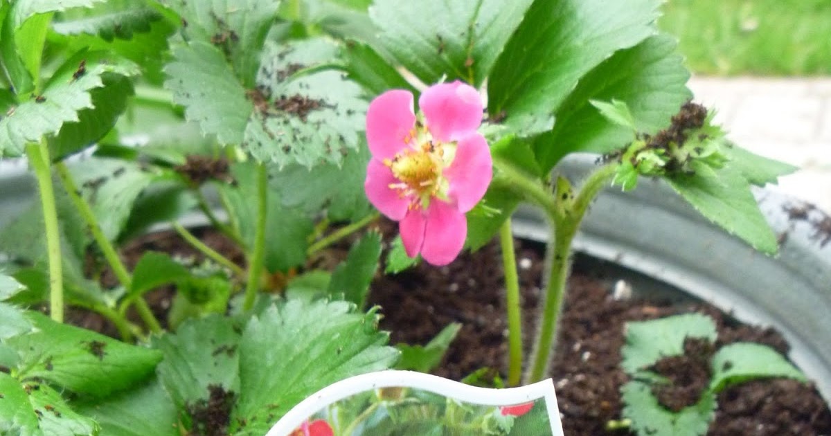 My Homemade Iowa Life Hot pink flowering strawberry