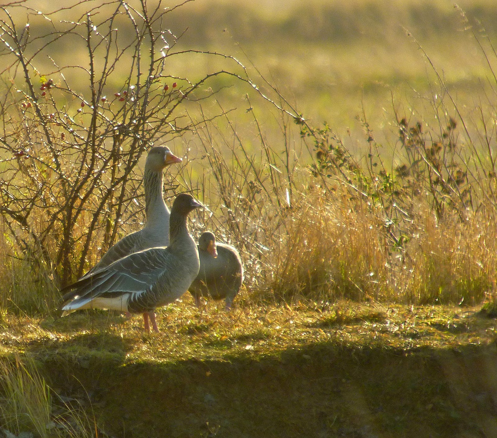http://4.bp.blogspot.com/-jnOnkp5gJuU/UM2Ums9fMPI/AAAAAAAADqw/ezLljRqRf9Y/s1600/Pink-footed+Goose+digi+6.jpg