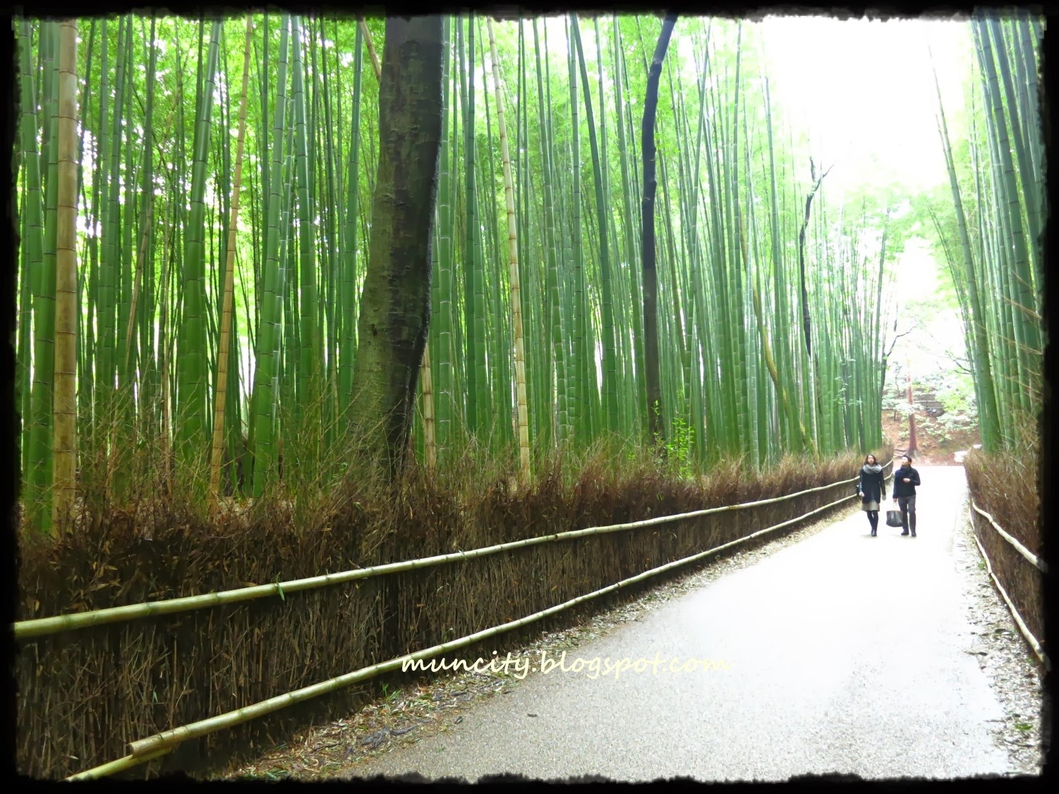 Lalalaland... Kyoto Arashiyama Bamboo Grove