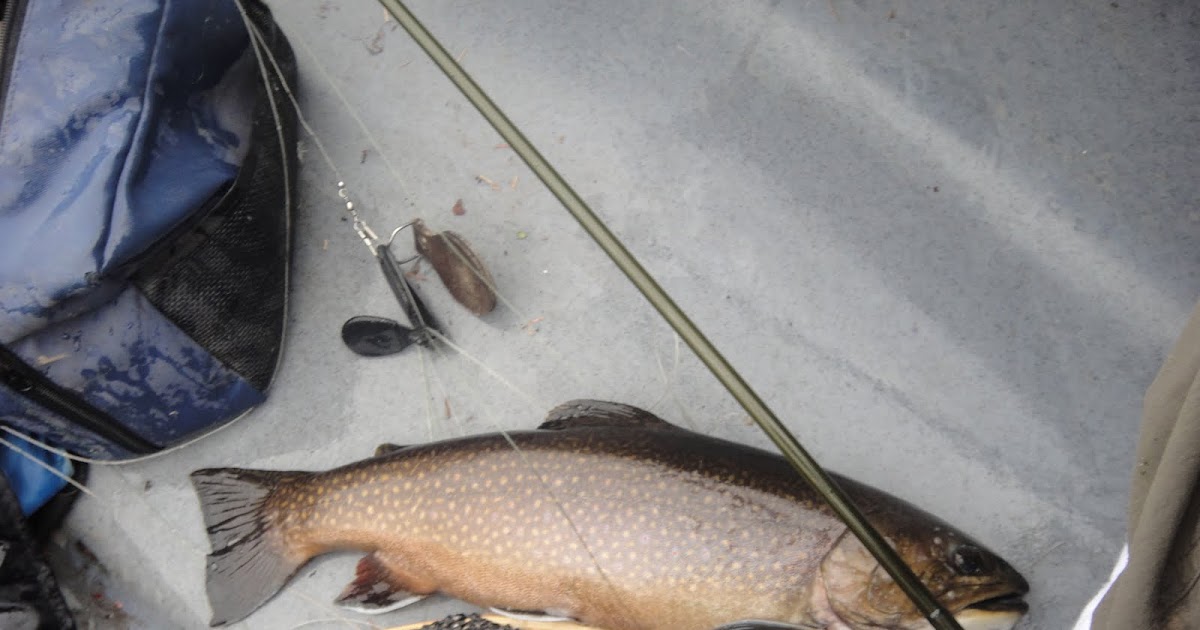 Northwoods Outfitters Trophy Maine Brook Trout!