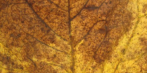 15+ Free Leaf Green Brown Textures Download