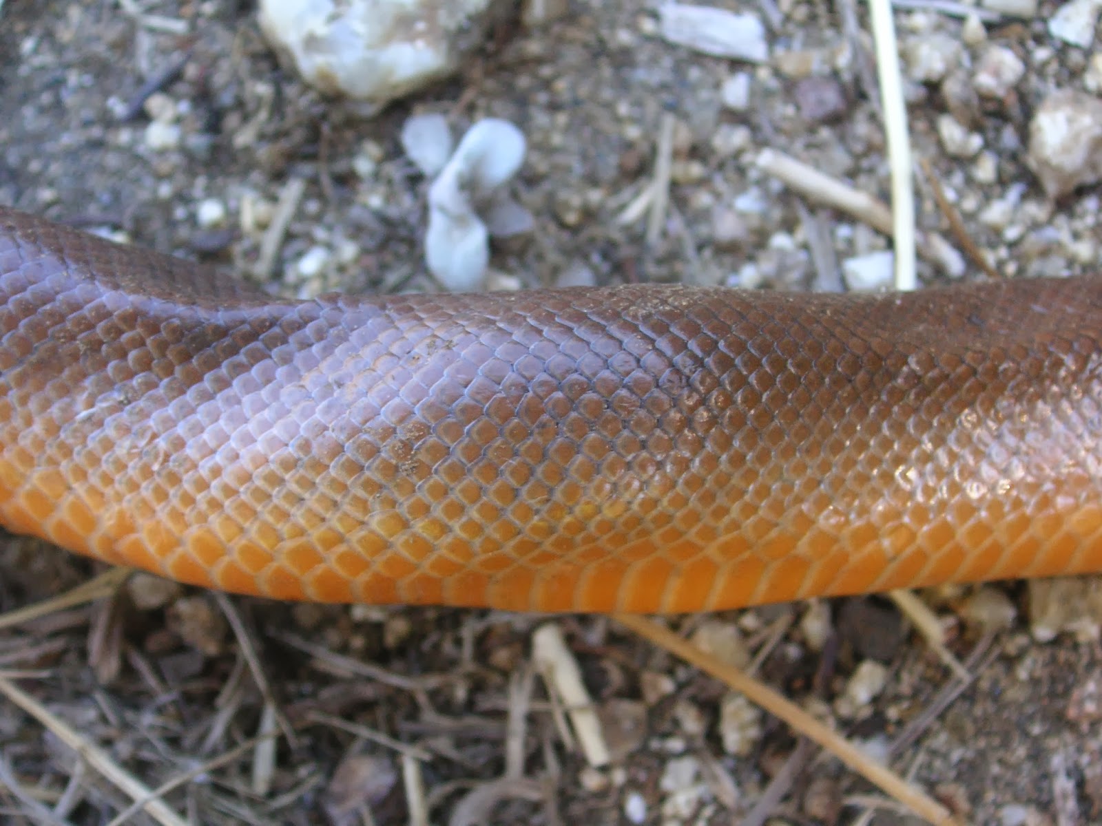 Nature ID rubber boa 09/29/13 Rocky Creek