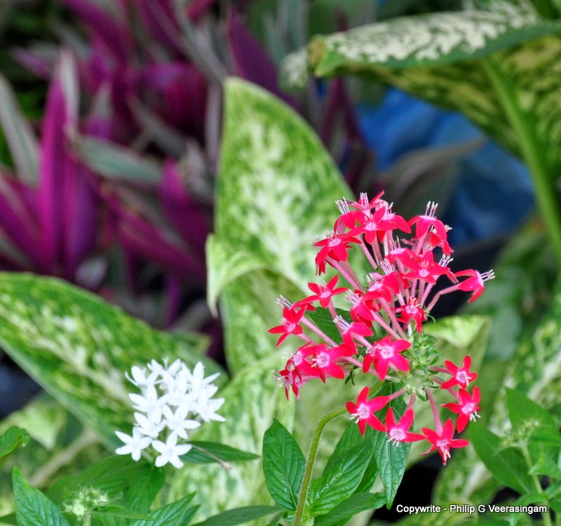Images of Sri Lanka on Flower plants for sale, 'Waters
