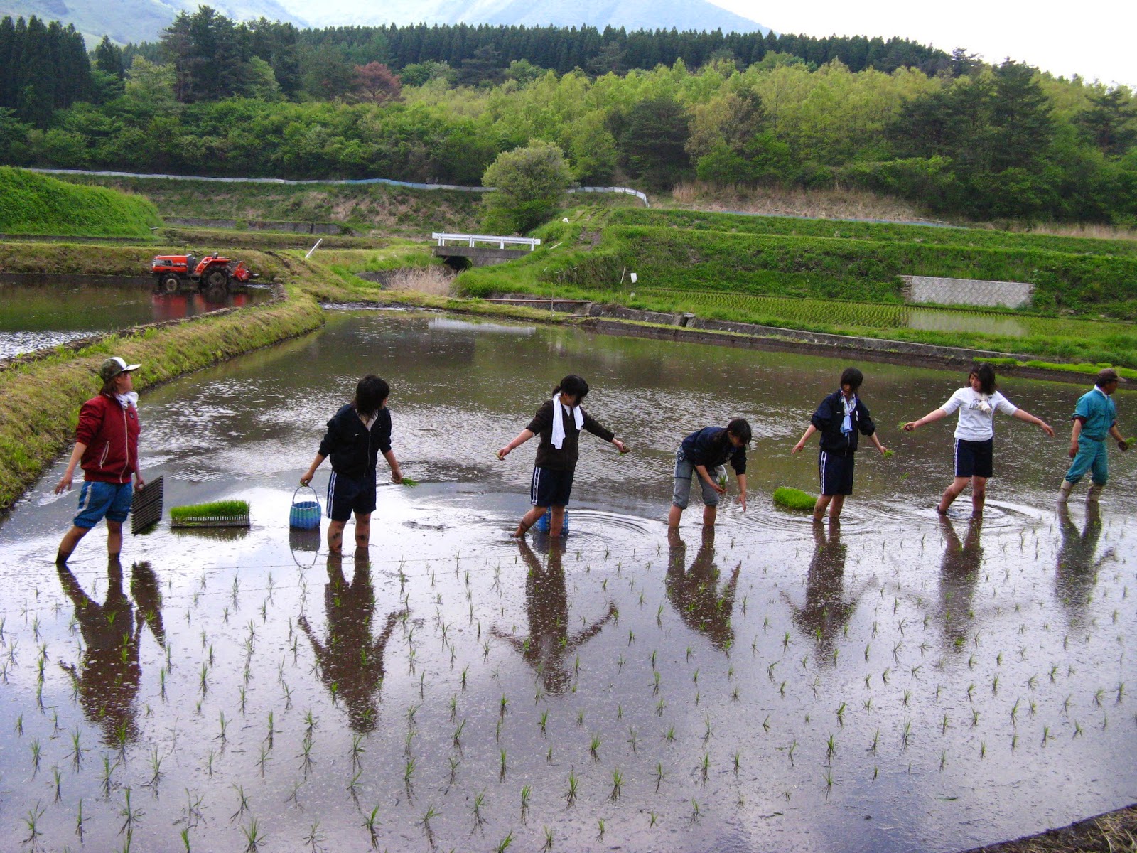 WWOOF Japan rice planting