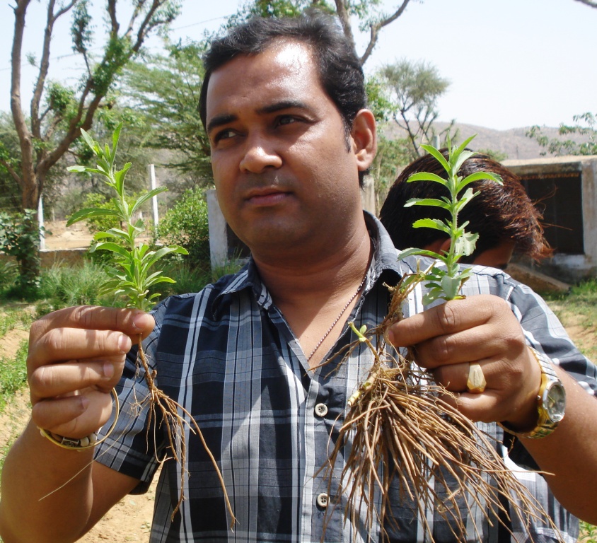 Stevia Plant