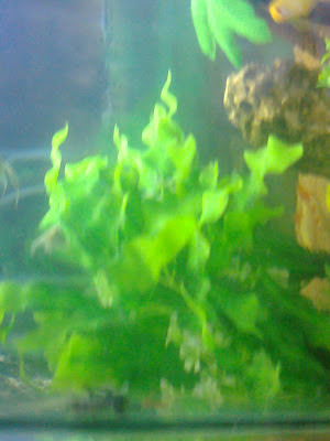 aquarium plants ahmedabad