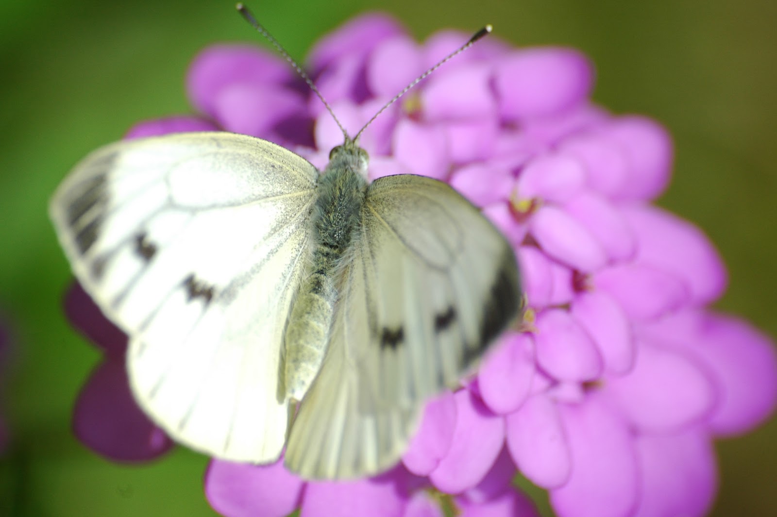 Cabbage White Butterfly Wild Life World