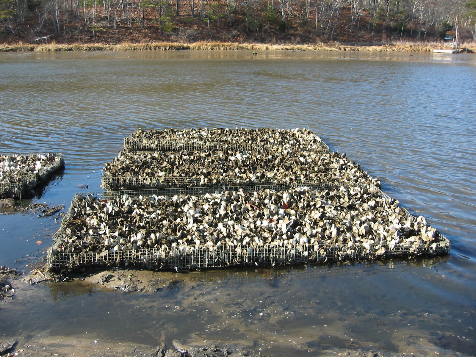 Massachusetts Oyster Project Mashpee Using Oysters to Control Pollution