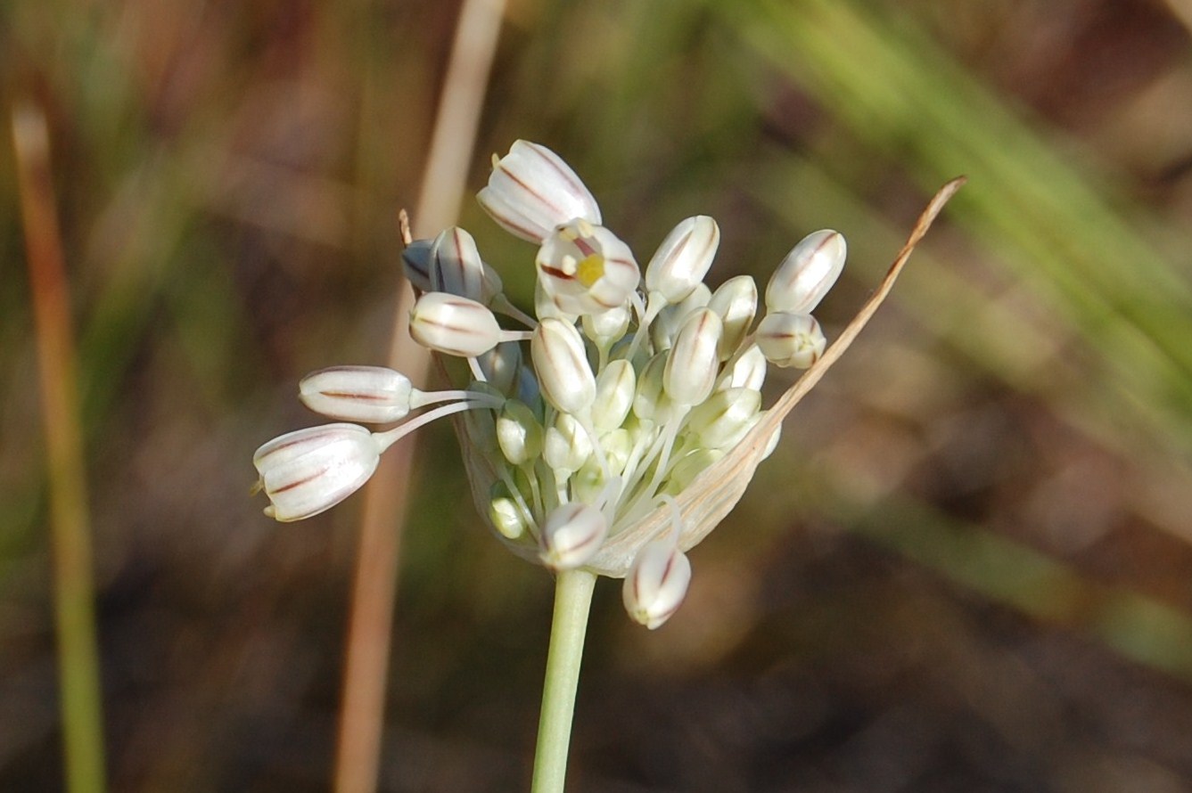 Allium Paniculatum