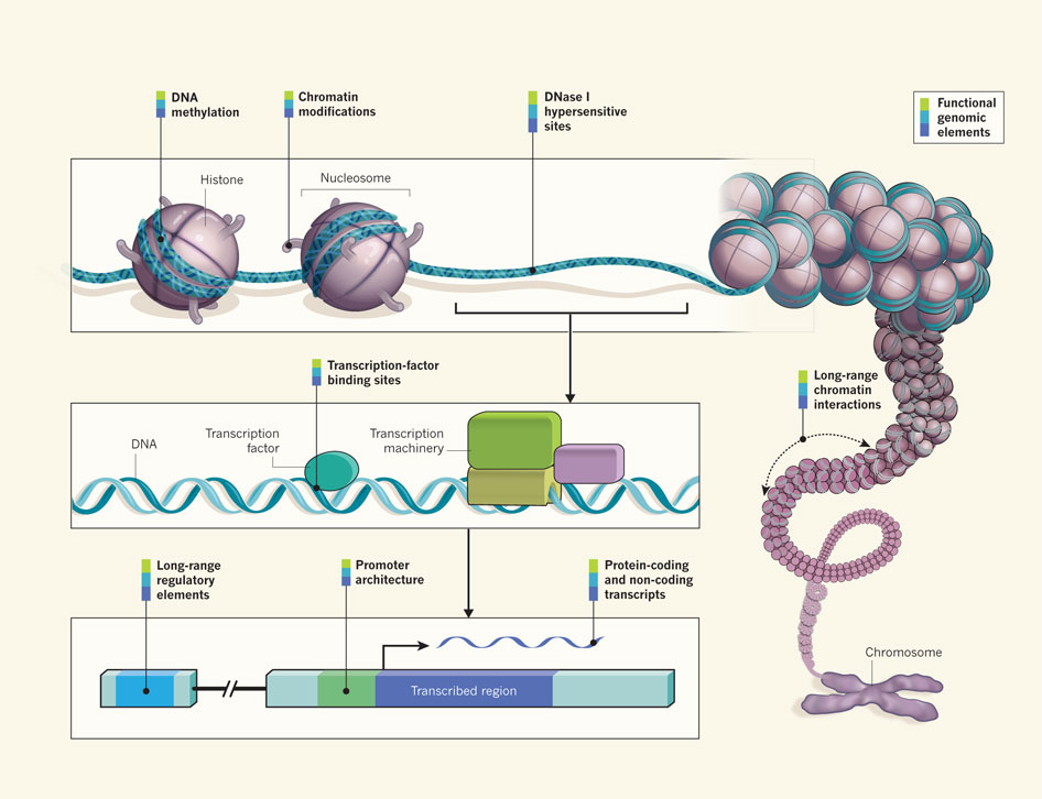 Pleiotropy ENCODE What defines genomic function?