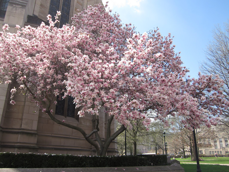Garden Discoveries Pittsburgh Spring