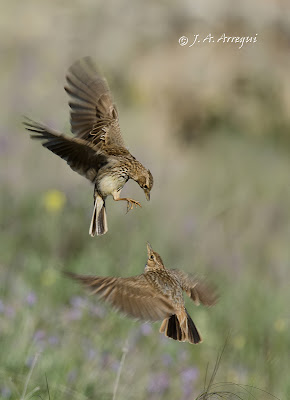 cogujada montesina, Galerida Theklae, Crested-Lark