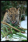 Bébé Jaguar