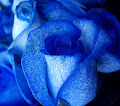 Una rosa azul