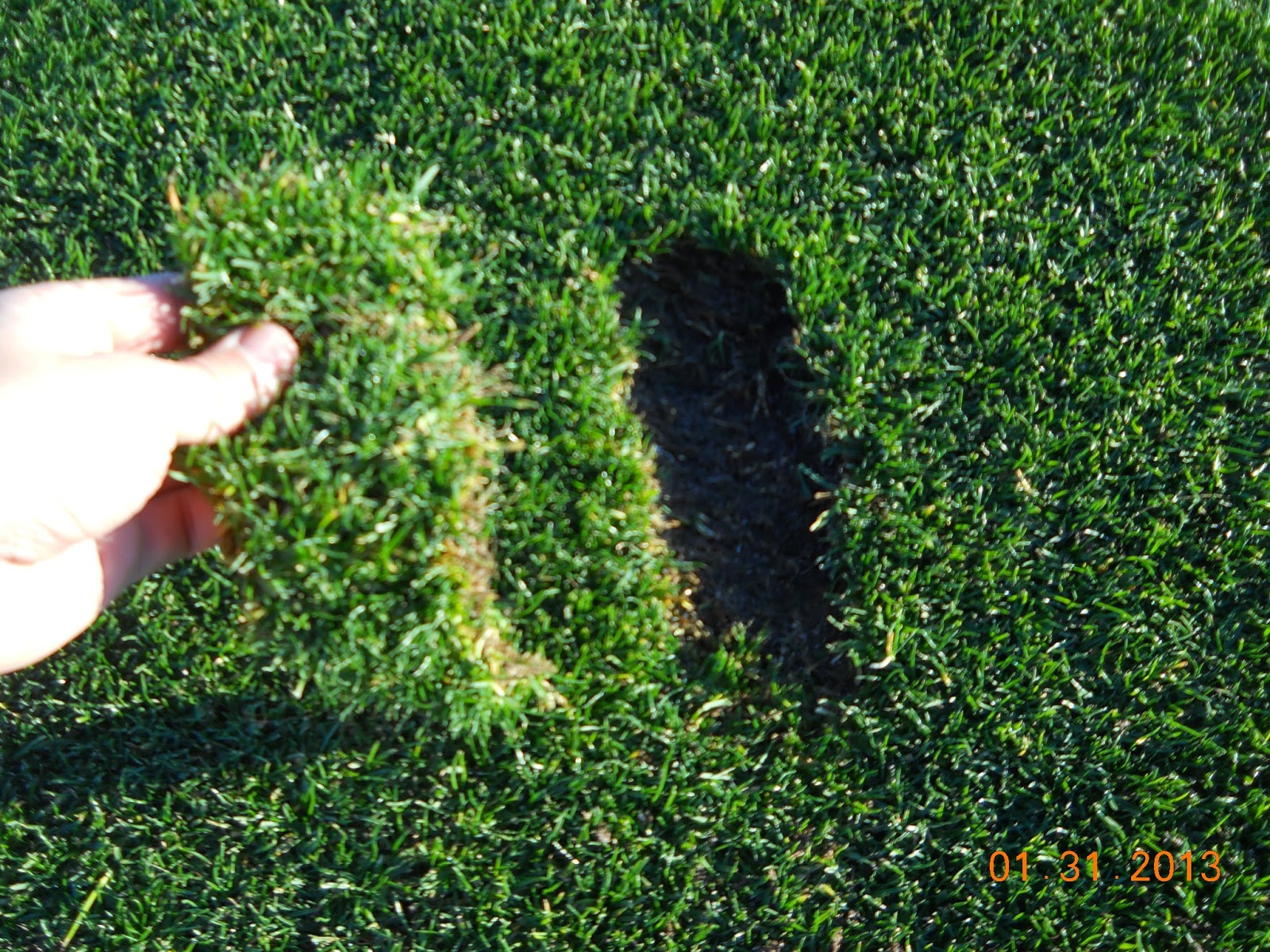 The Ford Plantation Club Agronomy Blog: Please Replace Your Divot