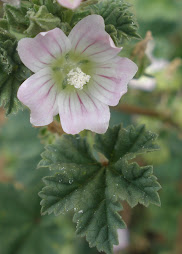 Richardson's Geranium