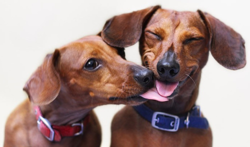 Dachshund Love | Content in a Cottage
