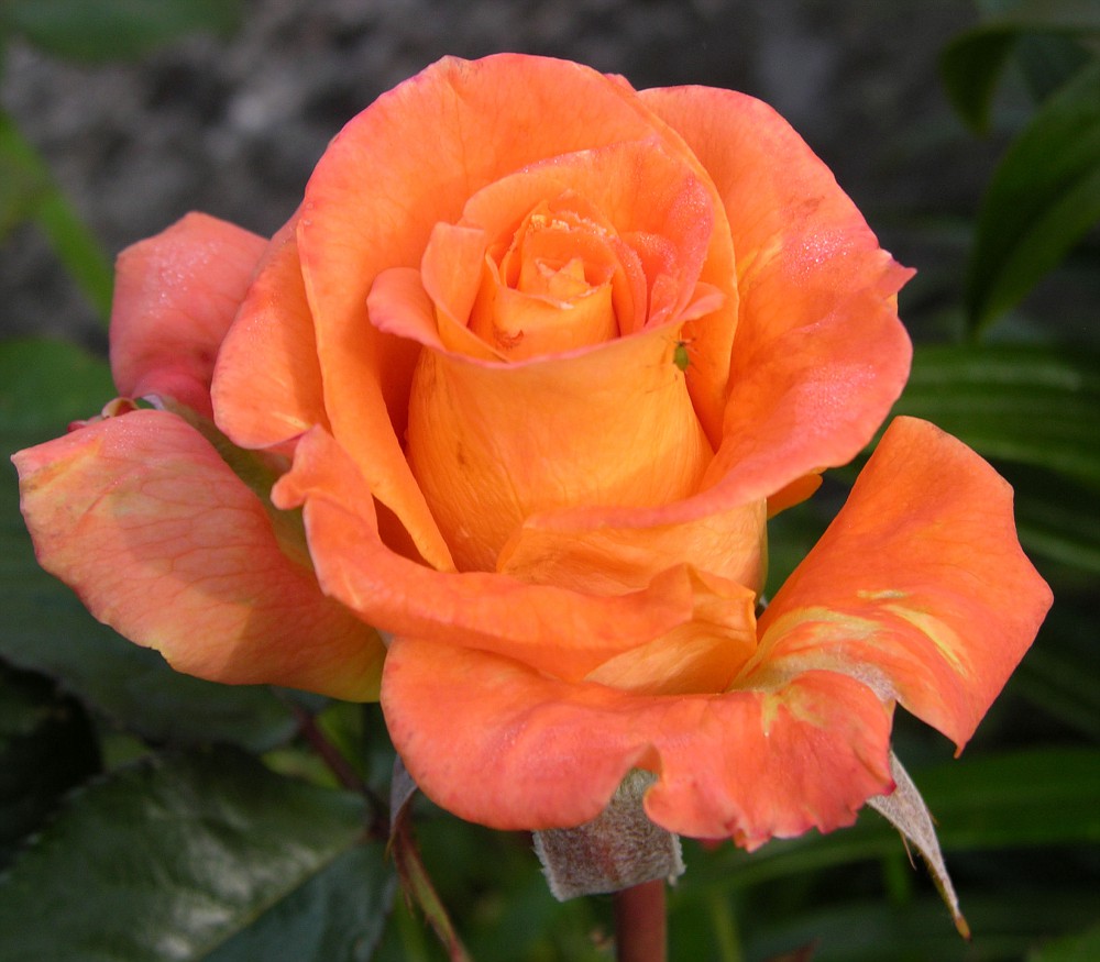 orange klatrerose orange klatrerose
