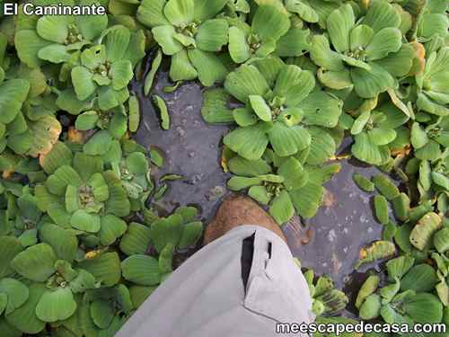 Plantas acuáticas en la laguna Ricuricocha (San Martín, Perú) - 1 Plantas acuáticas en la laguna Ricuricocha (San Martín, Perú) - 1
