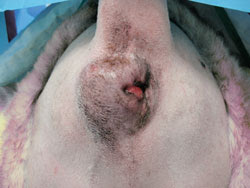 Dog Anus Swollen And Red Dog Anus Swollen And Red
