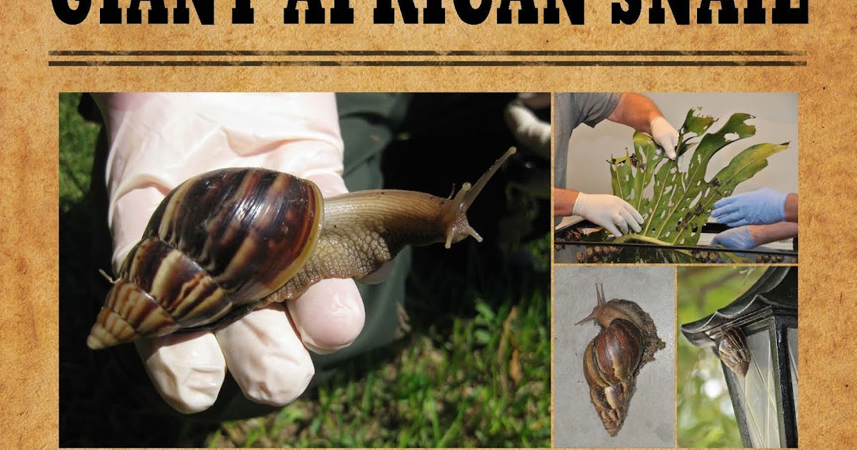 Center for Invasive Species and Ecosystem Health 33,000 Giant African Land Snails Captured In Miami