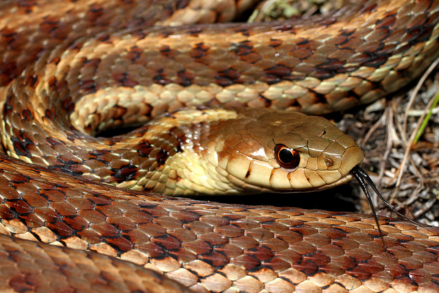 Life is short, but snakes are long: What the Provincial Snakes of