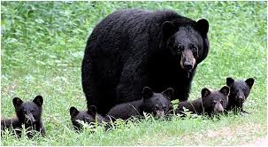 North Island Bear Shirt North Island Bear Shirt