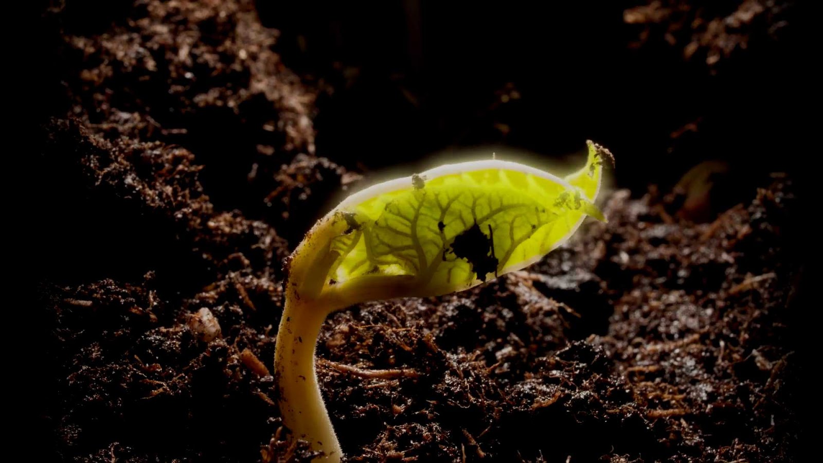 growing seed thumbnail postingan