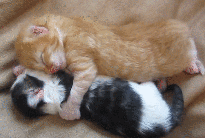 cute-kittens-sleeping-pair.gif