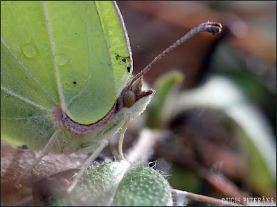 Krūkļu baltenis (Gonepteryx rhamni)