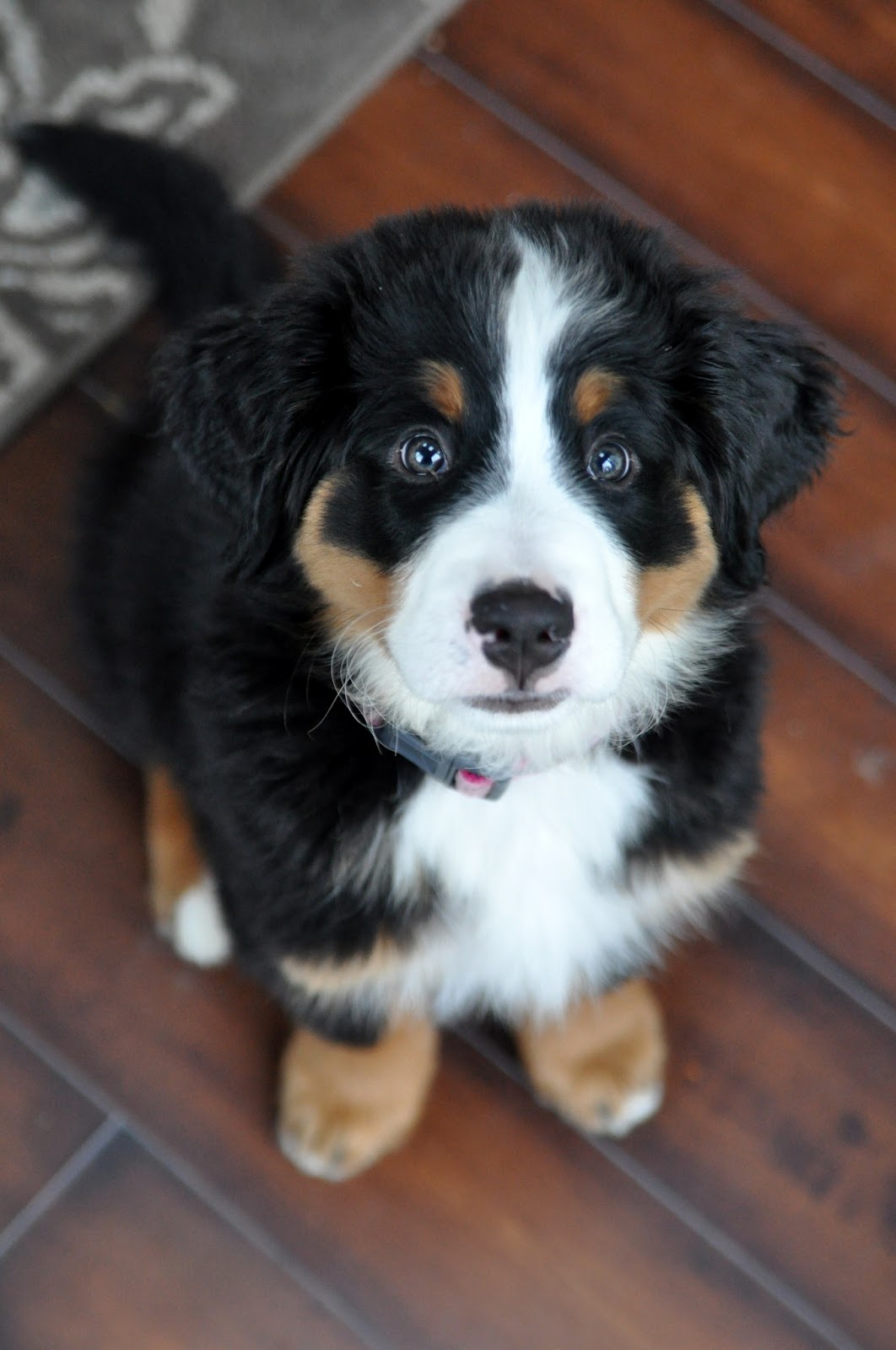 Bucks County Bernese About Us