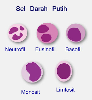 Macam-macam sel darah putih