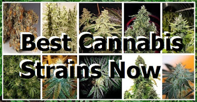 10 Best Cannabis Strains Now