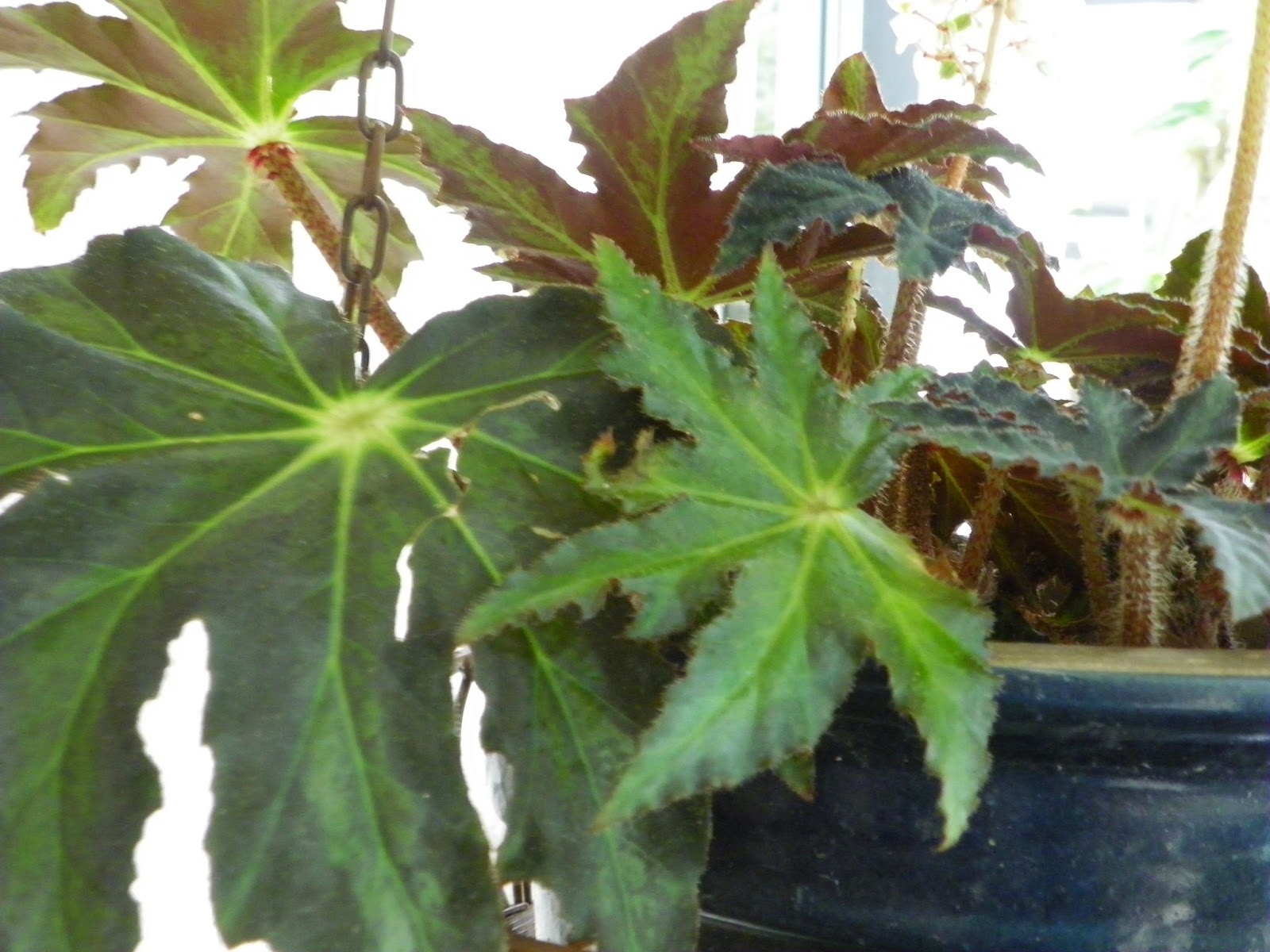 Houseplant SOS Begonia Part 2 Tubers and Corms