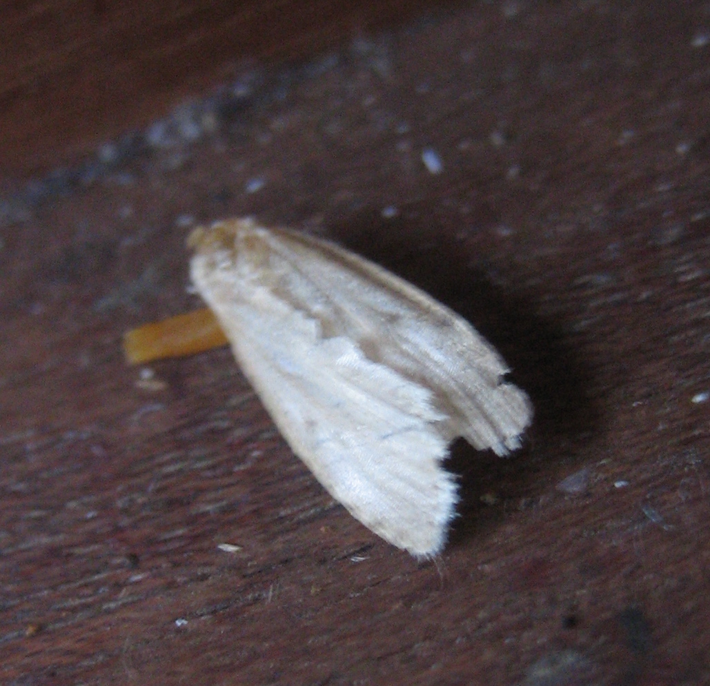 100 Moths In Kitchen Cabinets Installation Tags 49 Granite