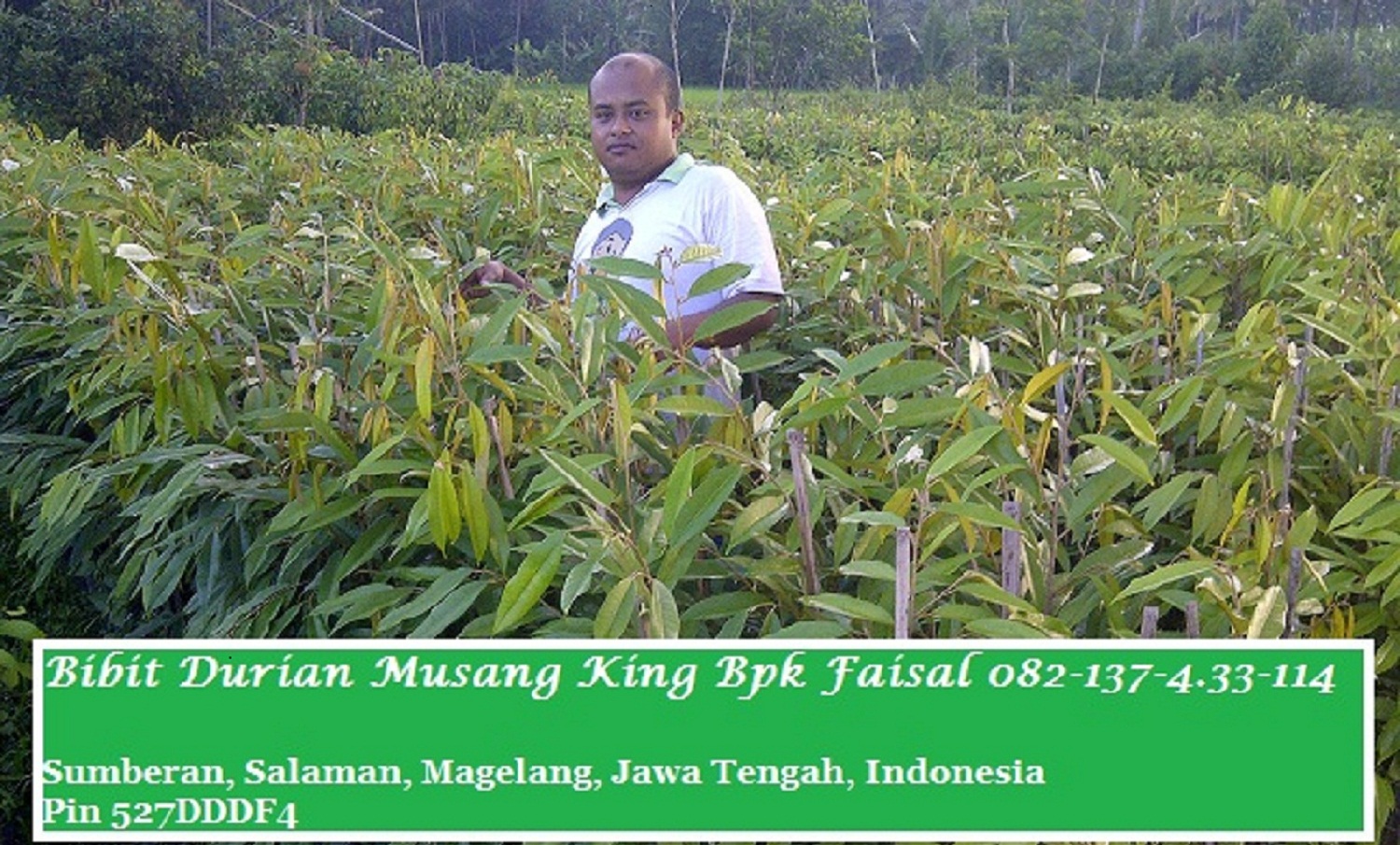 Jual Bibit Durian Musang King, Bibit Durian Musang King Magelang Bpk Faisal 082-137-433-114