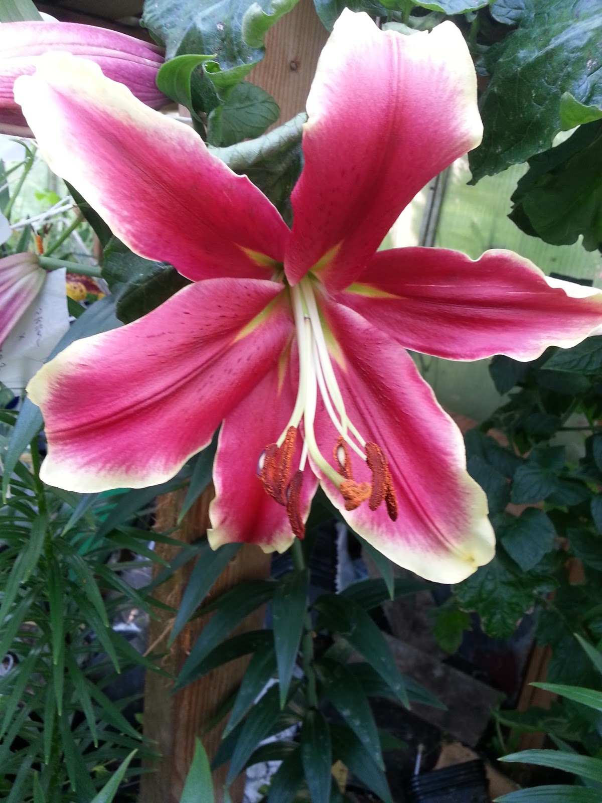 Hermansens lily growing OT lilies blooming