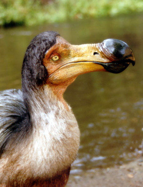 Dodo | Animal Wildlife