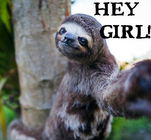 hey-girl-sloth.jpg