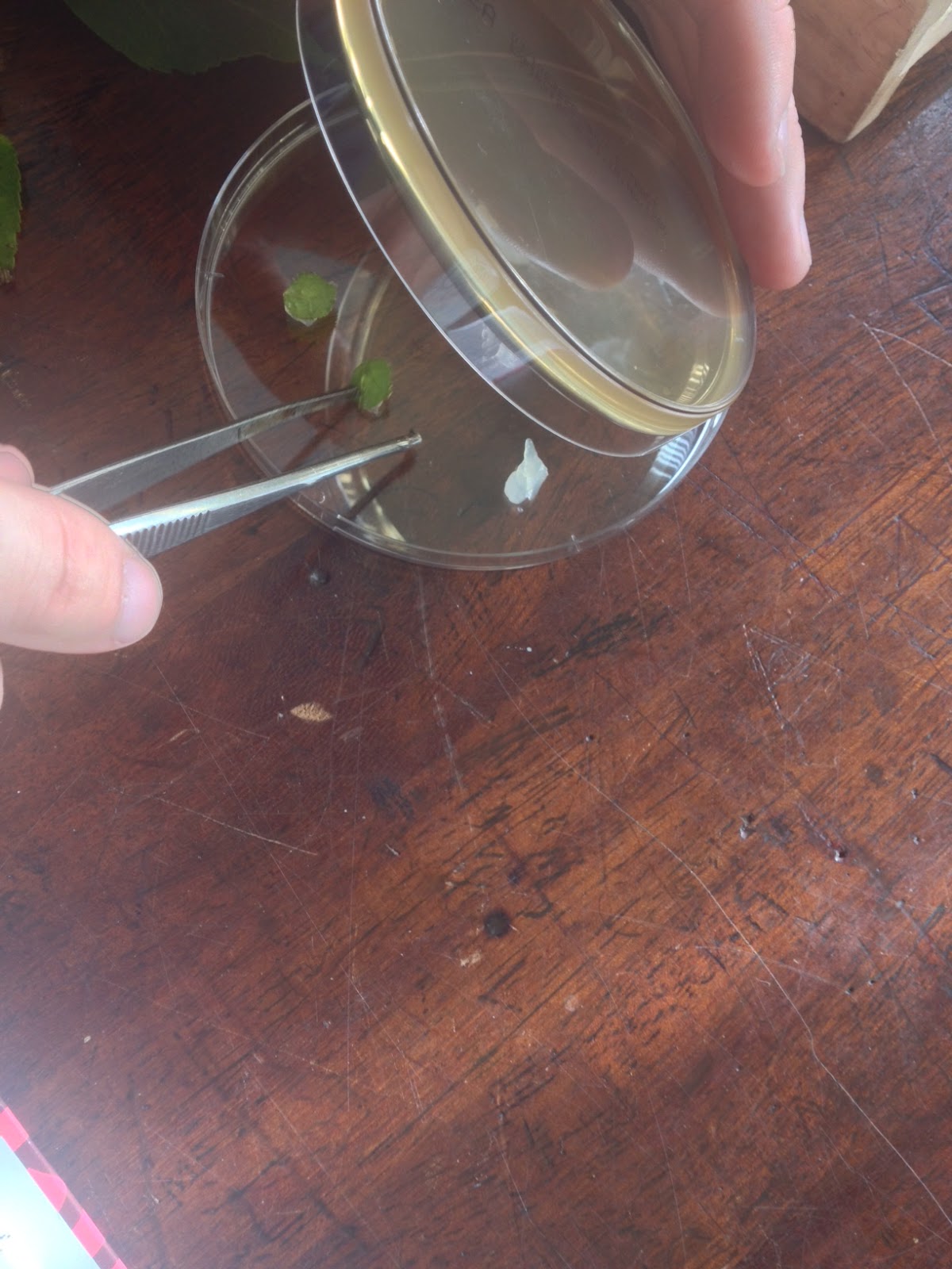 Magh Sci LC Biology Leaf Yeast Experiment