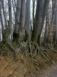 Buchenwurzeln
