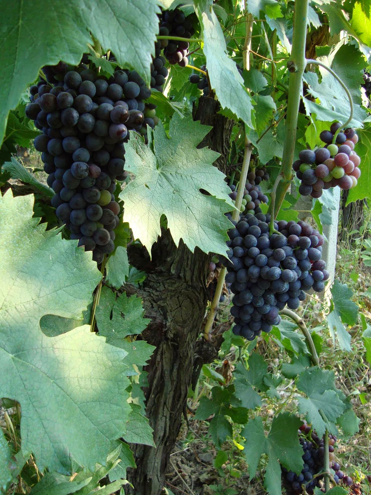 Montepulciano grapes