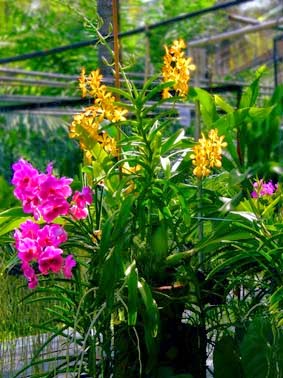 yellow and red plants in a nursery yellow and red plants in a nursery