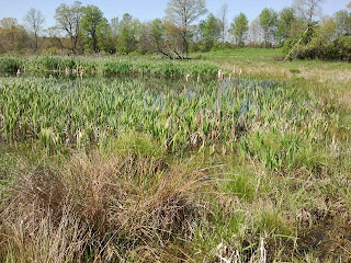 The marsh at the Organic Dairy The marsh at the Organic Dairy