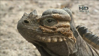 Paraiso Verde – Tesouro Caribenho – Republica Dominicana – HDTV Legendado