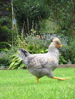 Chicken on the move