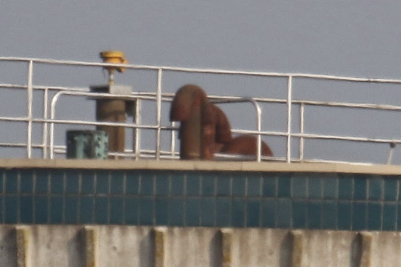 Canon 100-400 L IS USM with 1.4x converter Canon 100-400 L IS USM, 1.4x converter at F8